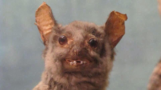 Imagen: Crap Taxidermy